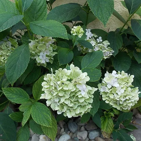 Naheliebe Im Hunsrueck & Naheland アパート *